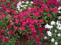 Titan Mix Peirwinkle / Catharanthus roseus 